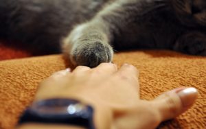 Arm Paw Gray Cat Touching