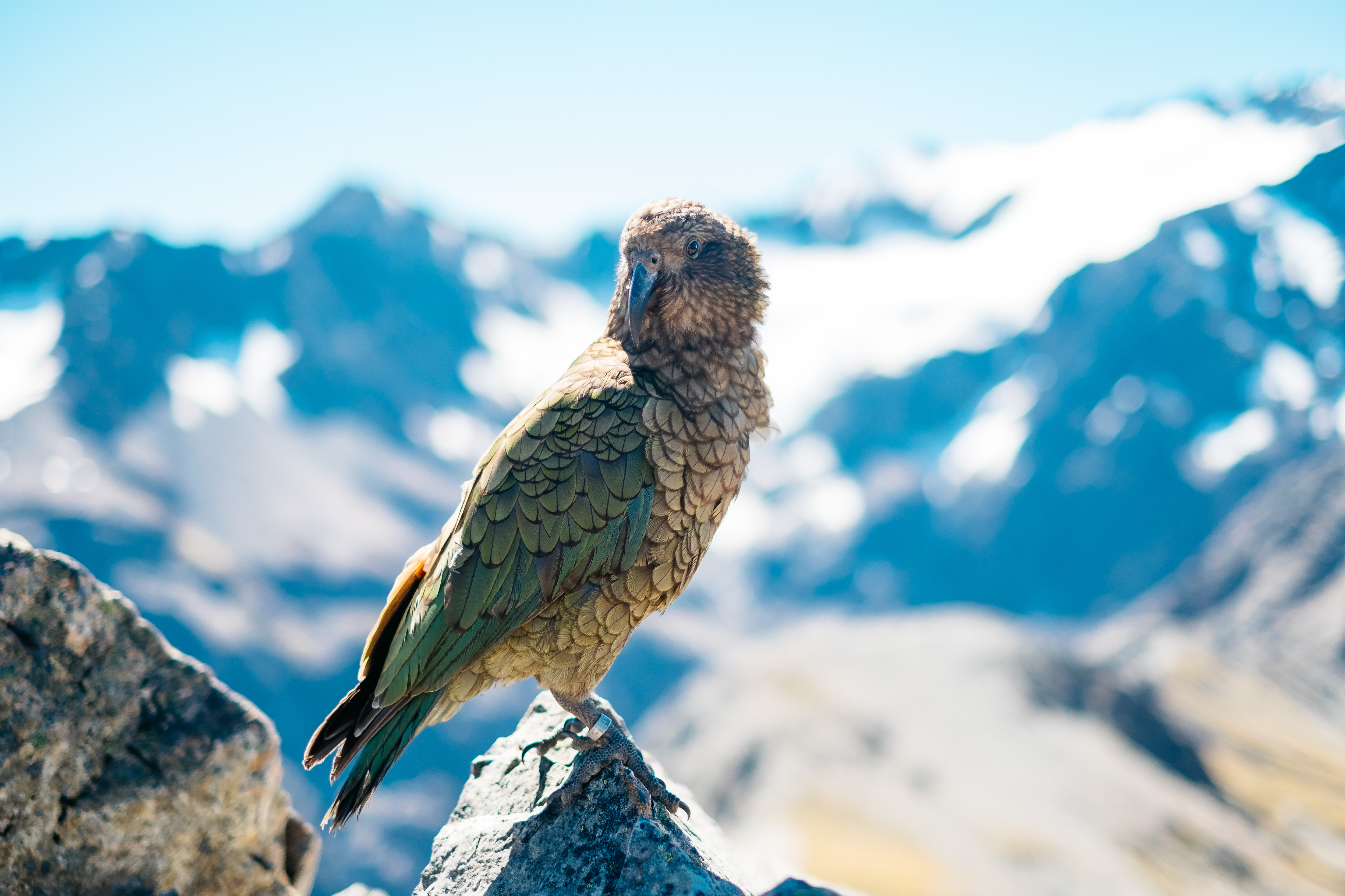 Bird Predator Beak Mountains