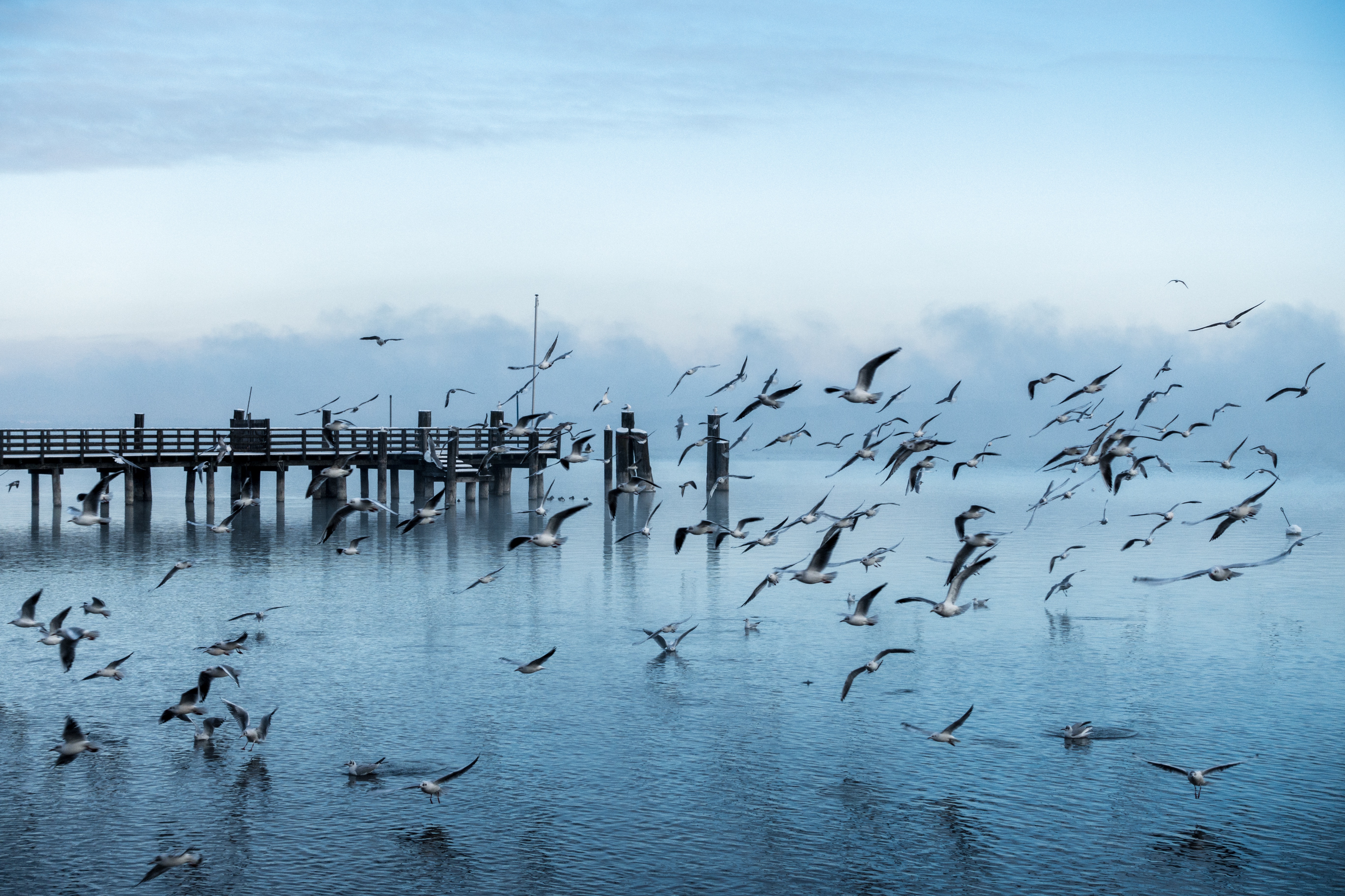 Gulls Pier Sea Flight