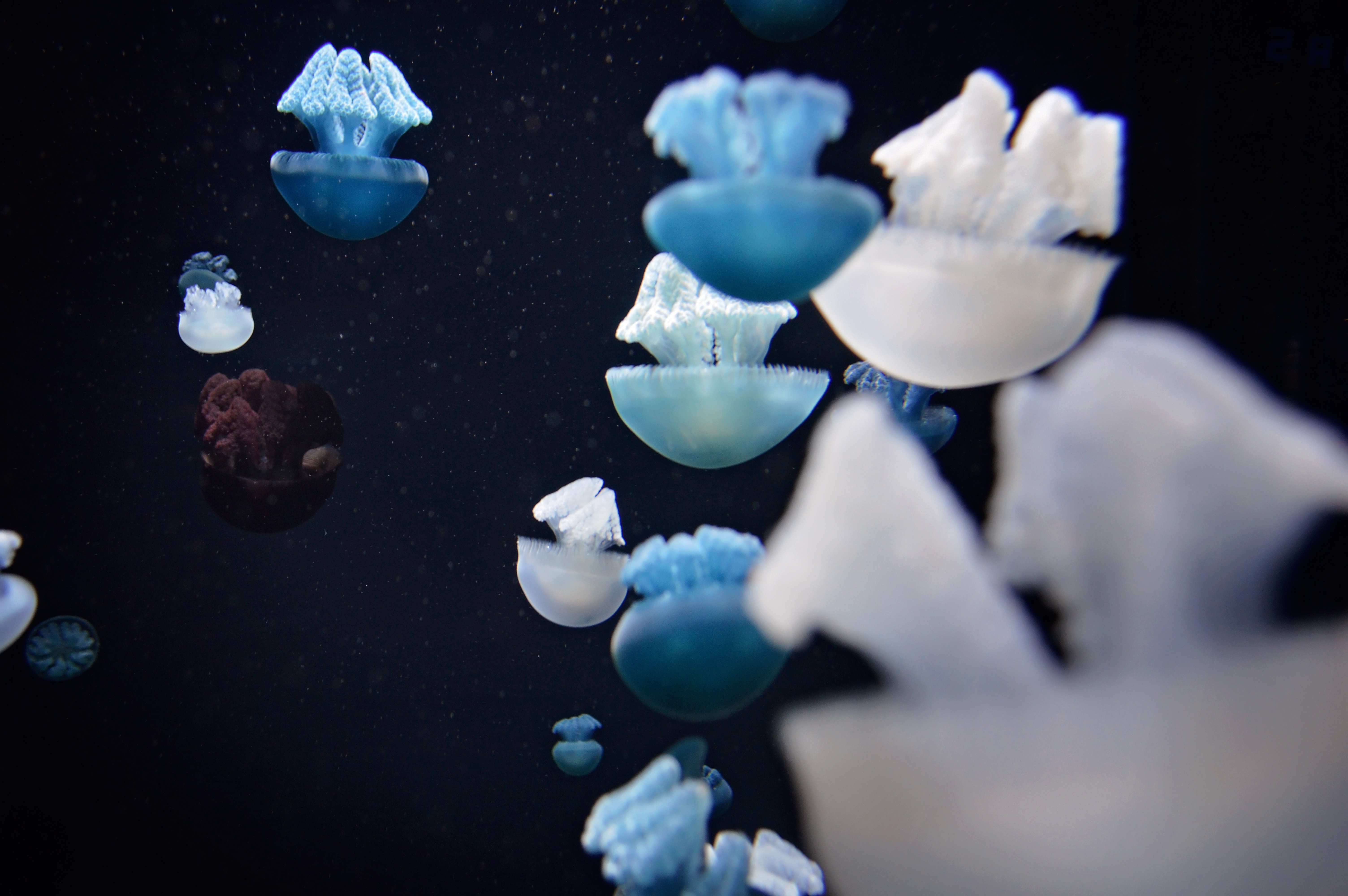 Jellyfish Underwater world Swim Tentacles