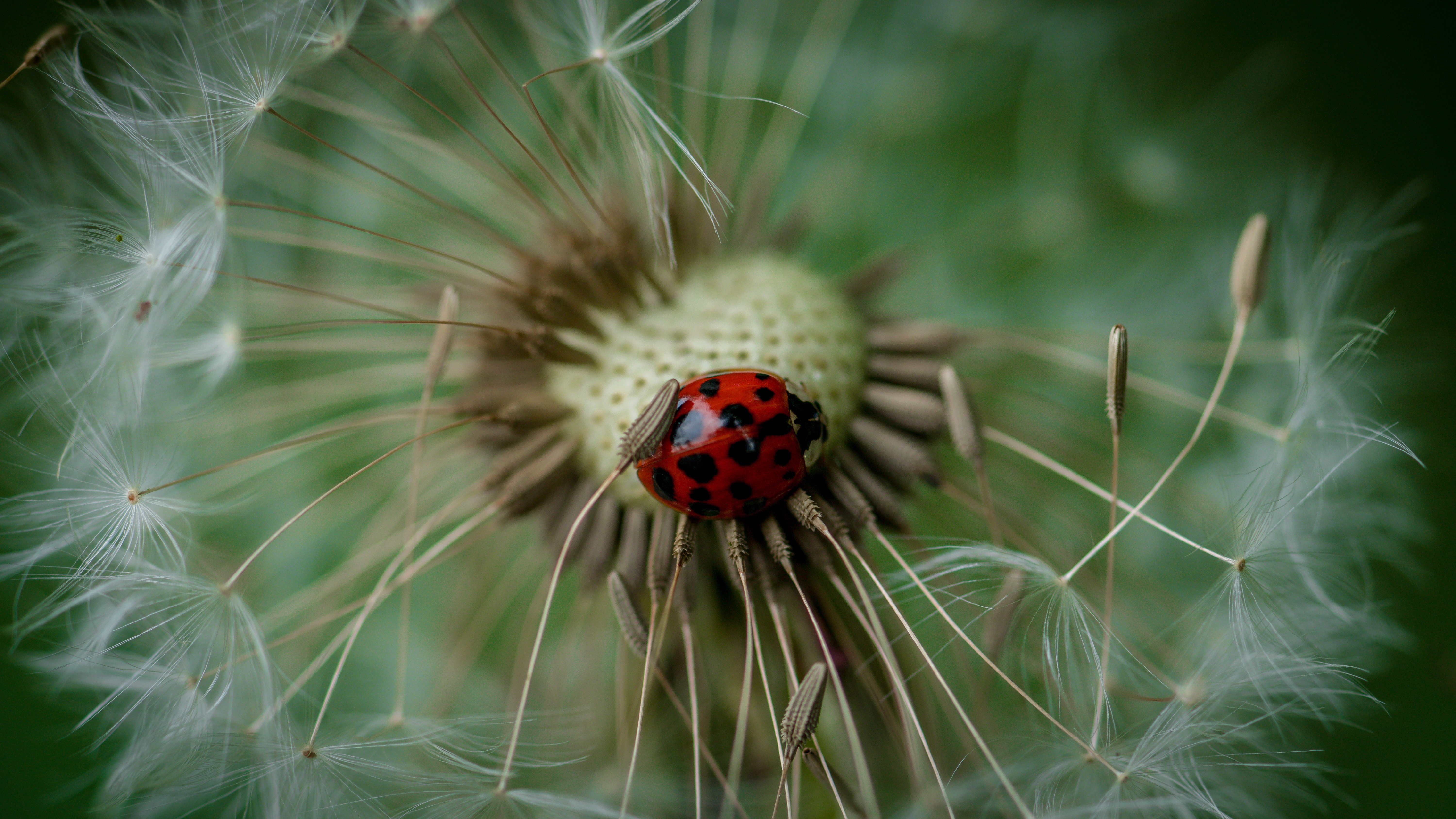 Ladybug Insect Dandelion