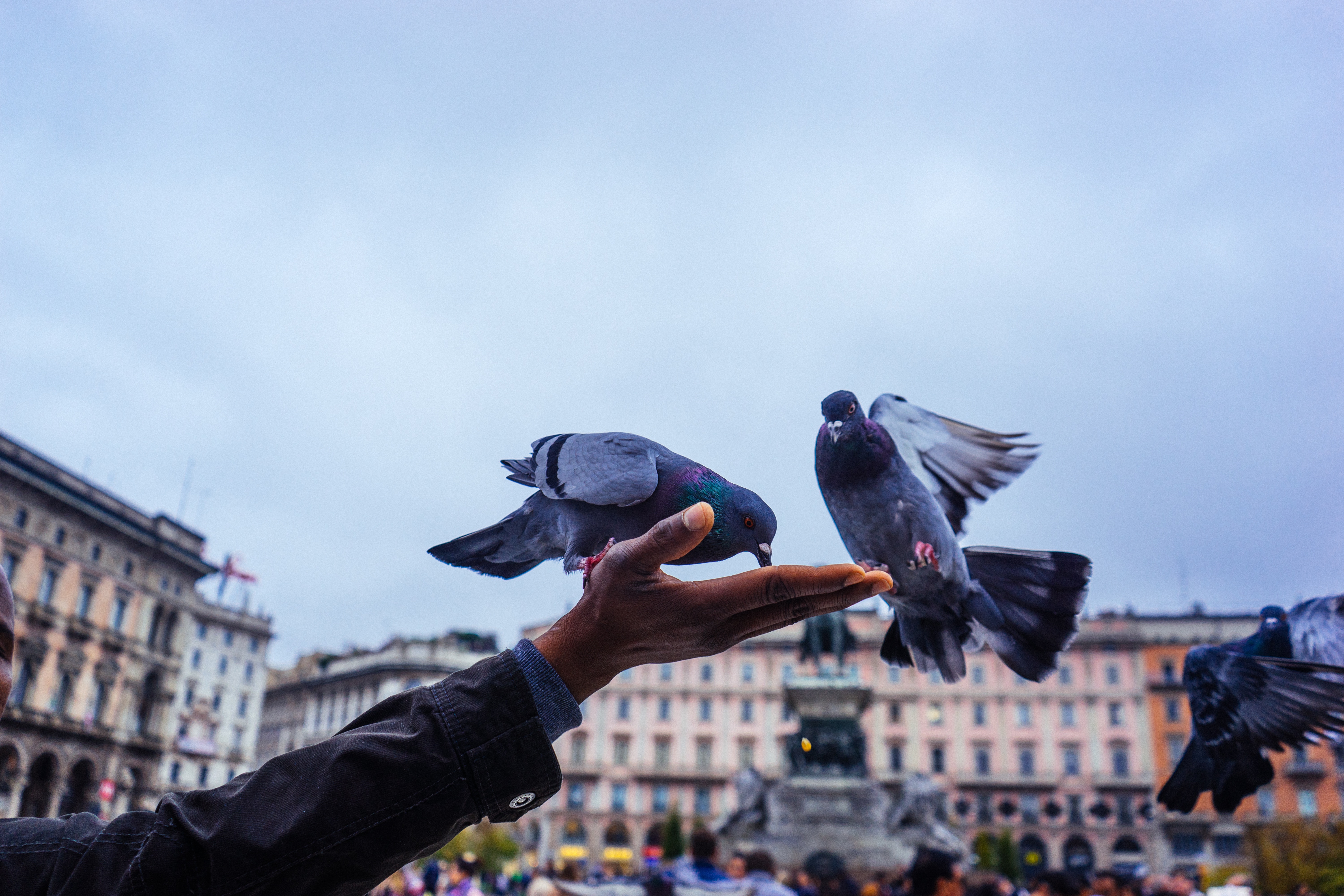 Pigeons Feeding Hand