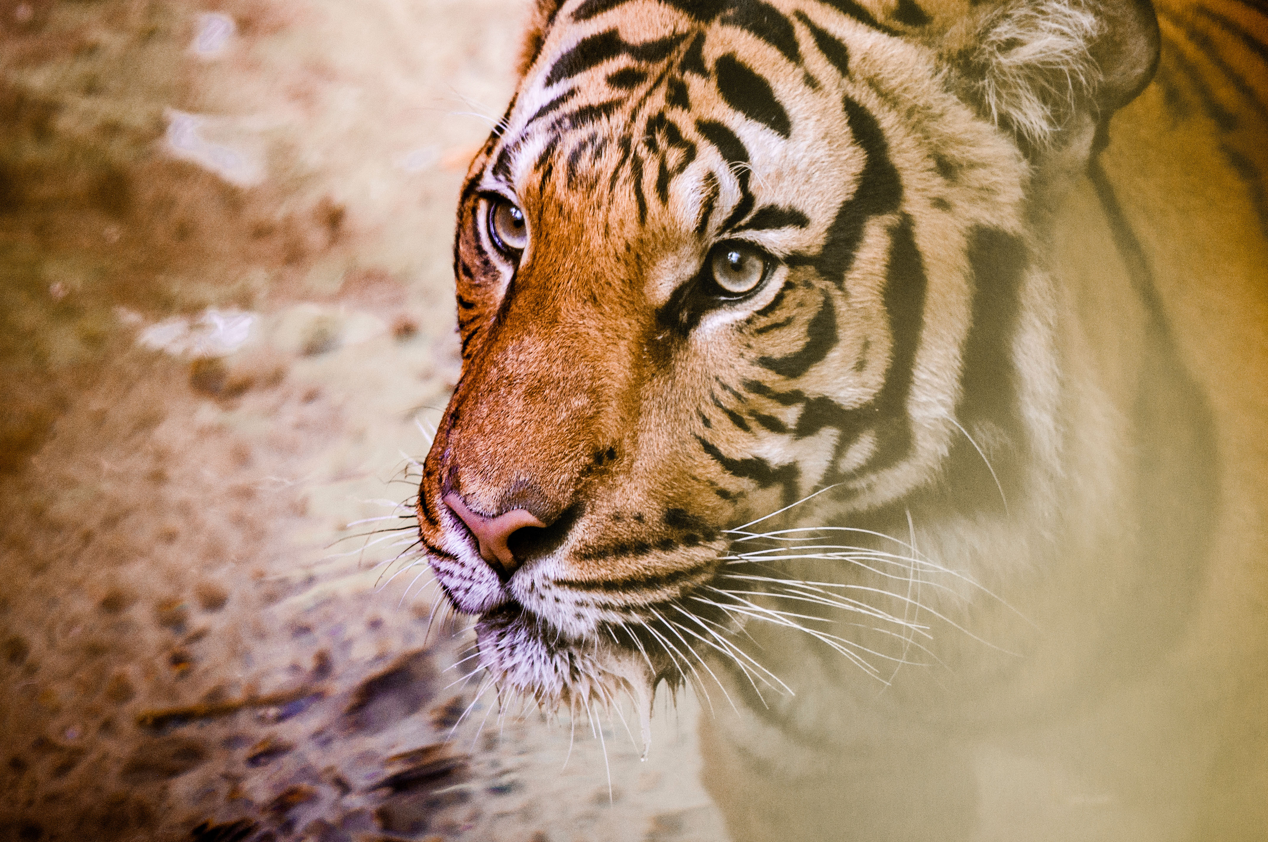 Tiger Muzzle Predator Big cat