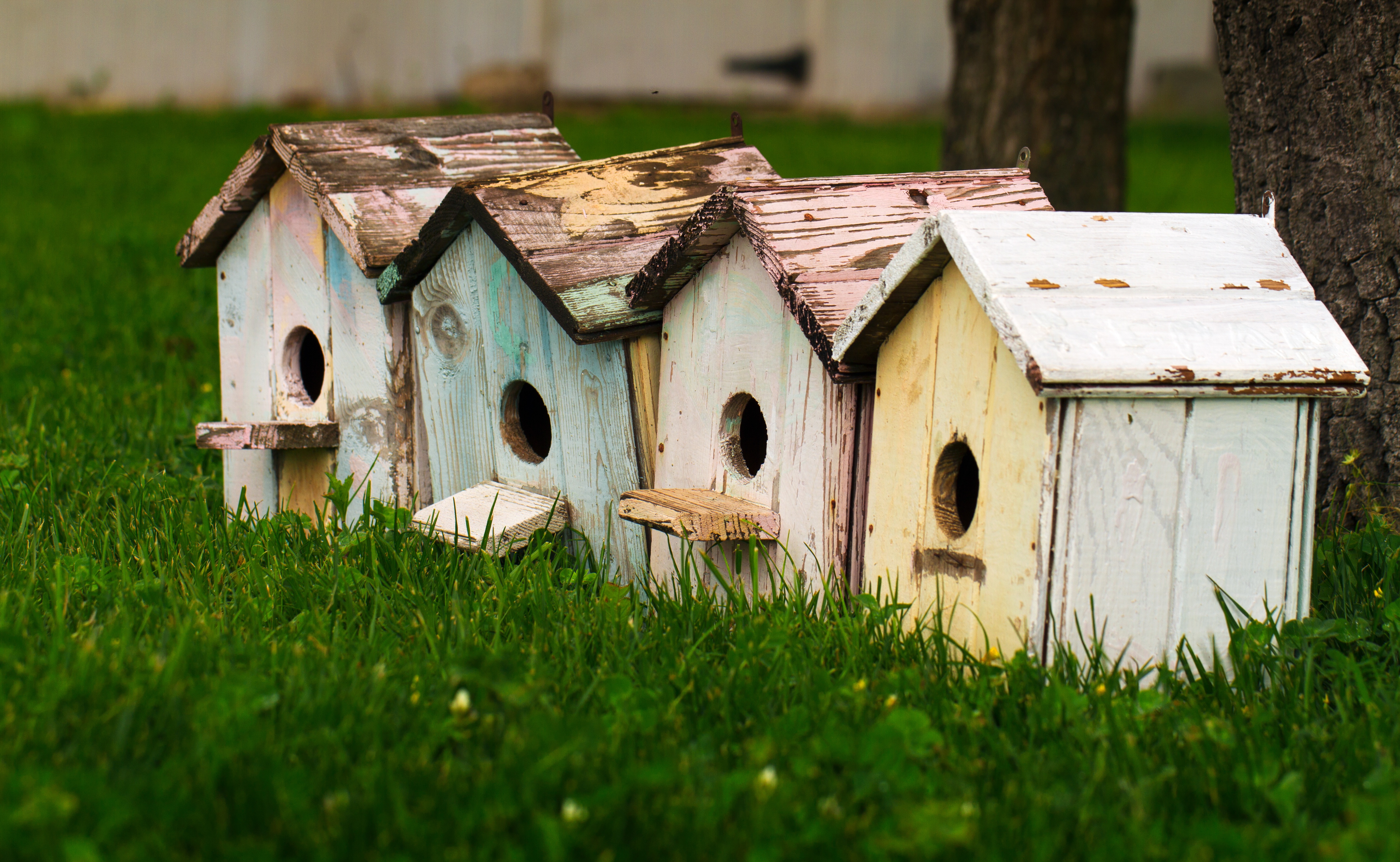 Bird houses Birds Houses