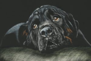 black rottweiler breed dog