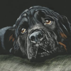 black rottweiler breed dog