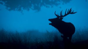 Deer Silhouette 4K