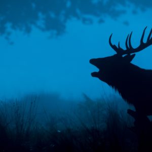deer silhouette 4k
