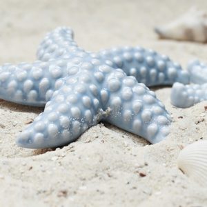 Starfish Mussels Sand Porcelain