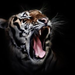Photo of a Tiger Roaring