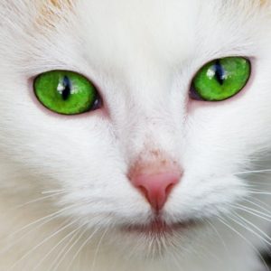 White Coated Cat With Green Eyes