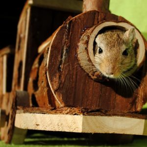 Brown Squirrel Inside of Brown Wooden Train Miniature