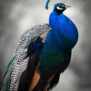 Peacock Bird Colorful Blue