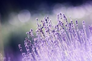 aromatherapy beautiful blooming