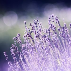 aromatherapy beautiful blooming