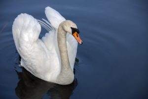 White Swan on Body of Water during Daytime