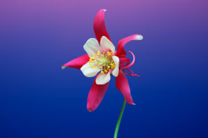 Aquilegia Flower iOS 11 iPhone 8 X Stock