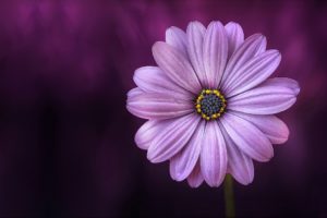 Flower Purple Lical Blossom