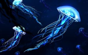 Jellyfishes 4K
