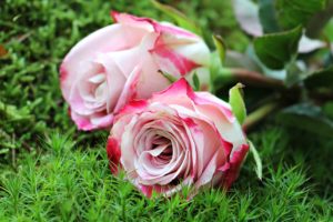 Close-up of Pink Rose Flower