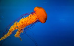 Jellyfish HD