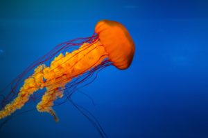 Jellyfish HD