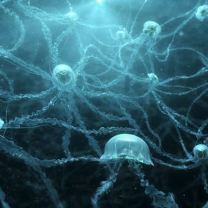 Jellyfishes HD 4K Wallpapers