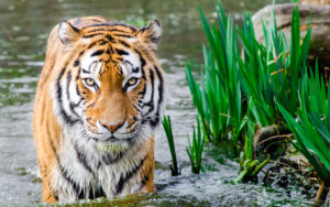 Tiger in Water HD