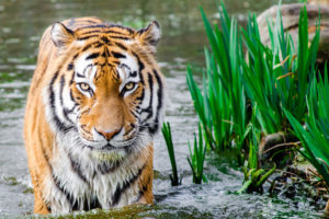 Tiger in Water HD Wallpapers