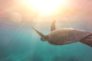 Turtle Underwater 4K Wallpapers