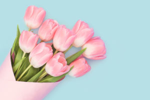 Baby Pink Tulips Wallpapers