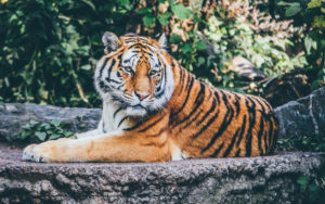 Zoo Tiger 4K