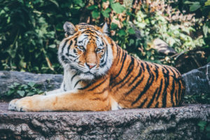 Zoo Tiger 4K Wallpapers
