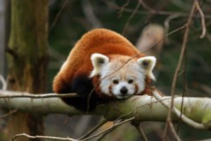 Red Panda on Tree HD Wallpapers