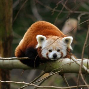 Red Panda on Tree HD Wallpapers