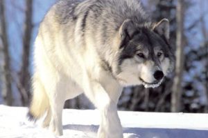Timber Wolf HD wallpapers