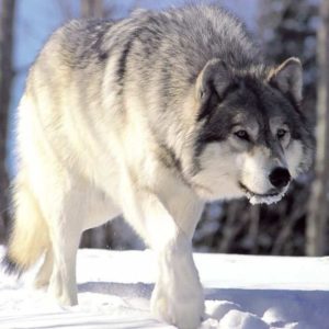 Timber Wolf HD wallpapers