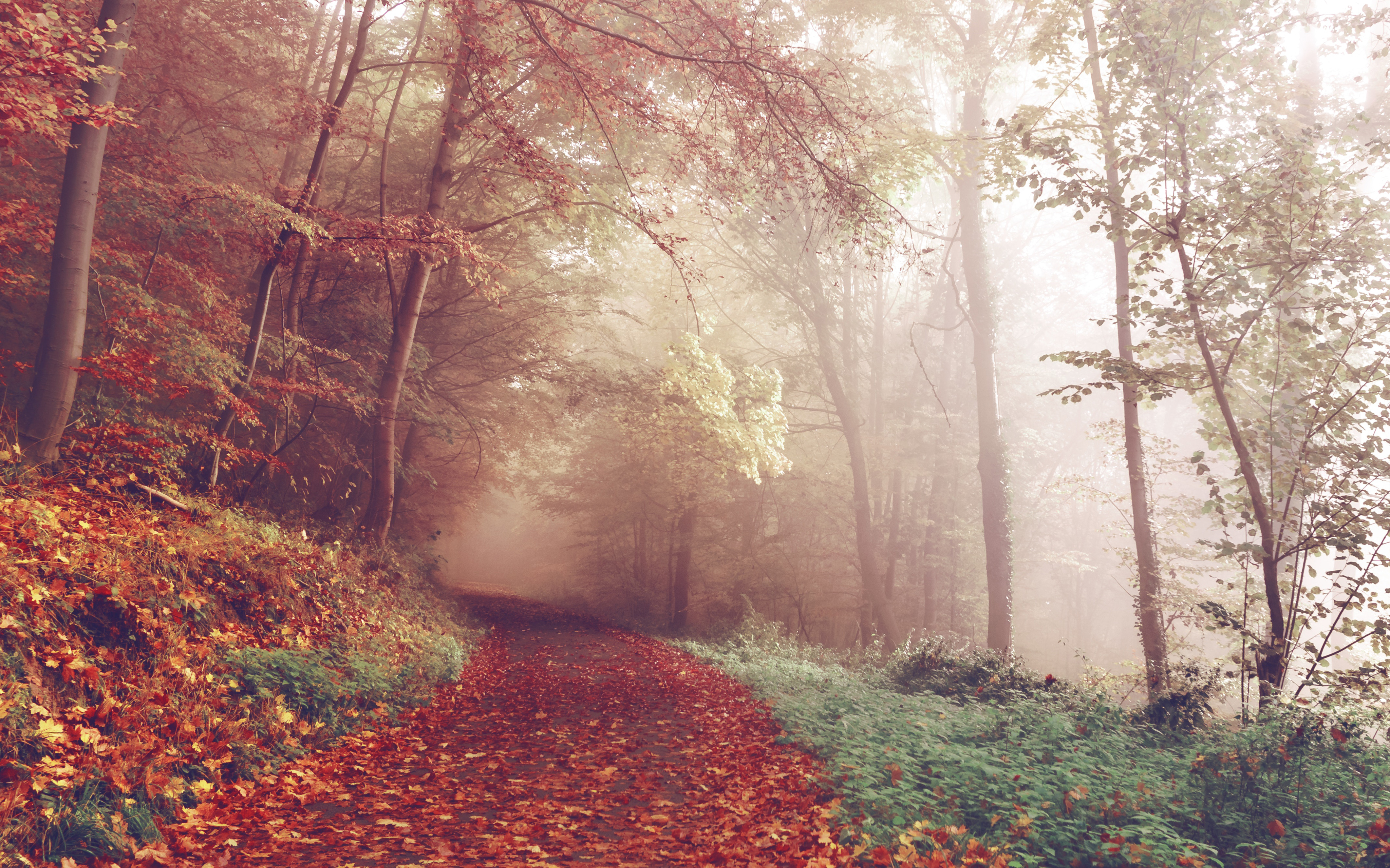 Autumn path 4K