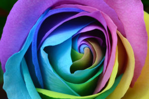 Colorful Rose 4K