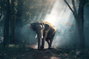 Forest Elephant 4K Wallpapers