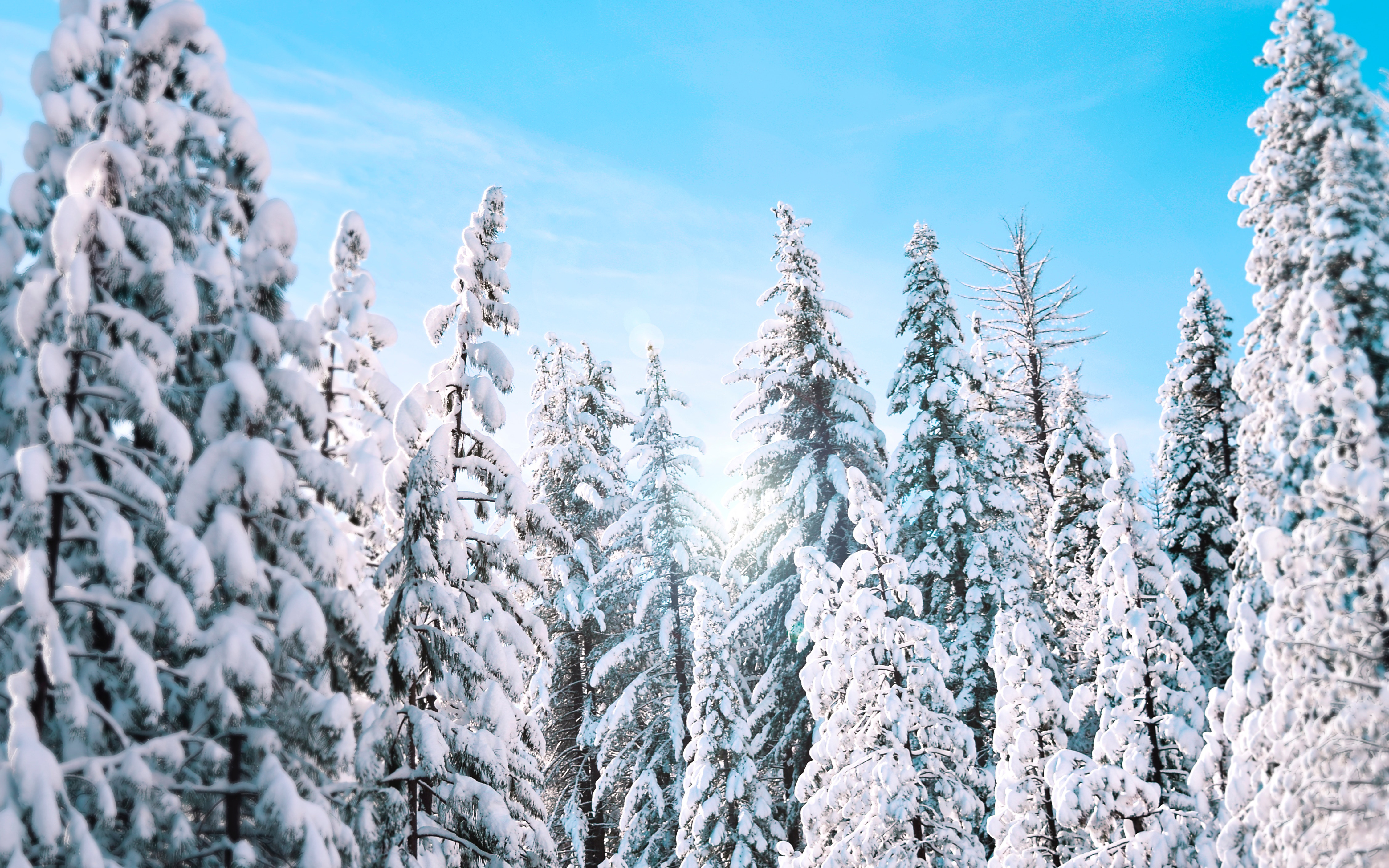 Sunny Winter Pine Trees 4K Wallpapers