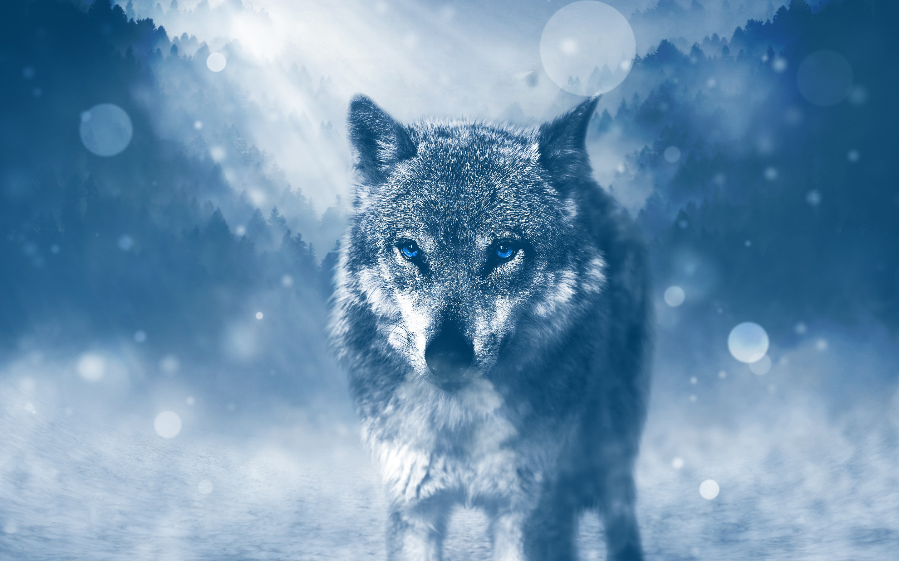 Winter Wolf 4K Wallpapers