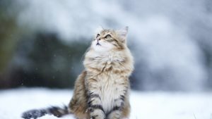 Cat, Snow, Eyes, Fluffy