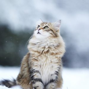 Cat, Snow, Eyes, Fluffy
