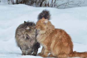 Cats, Couple, Snow, Winter, Kiss