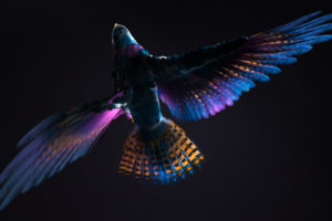 Colorful CGI Bird