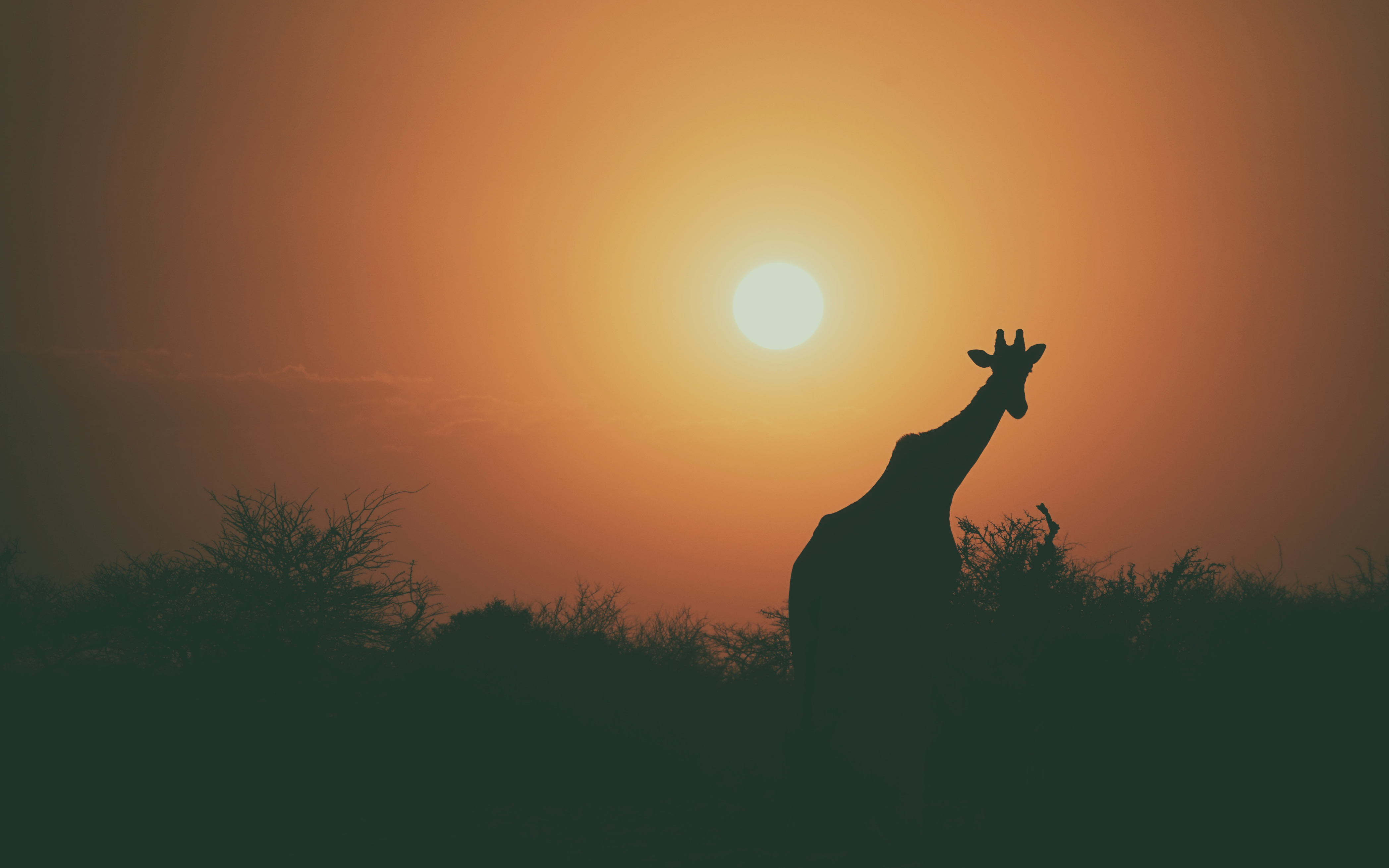 Giraffe Silhouette Sunset 4K