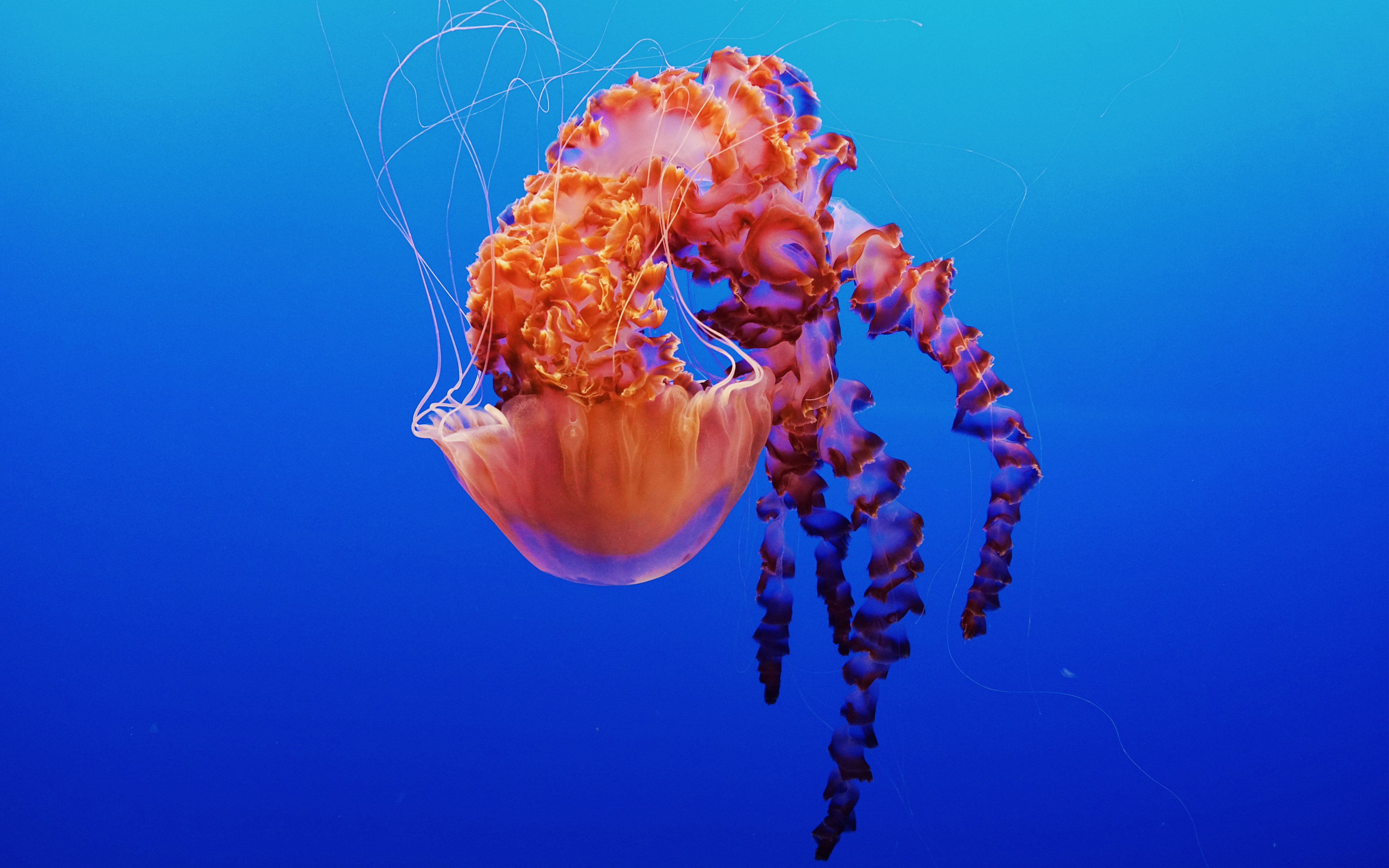 Jellyfish in Monterey Bay Aquarium 4K Wallpapers