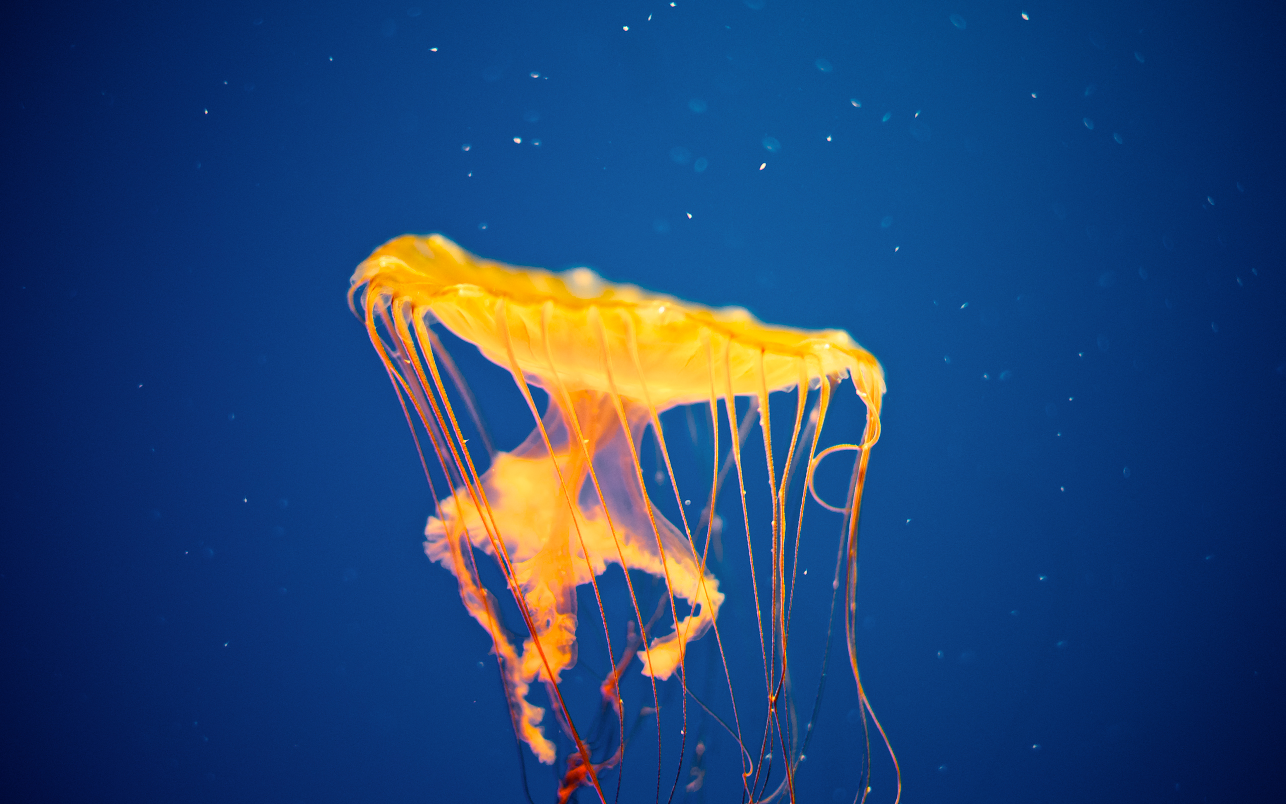 Jellyfish National Aquarium Wallpapers