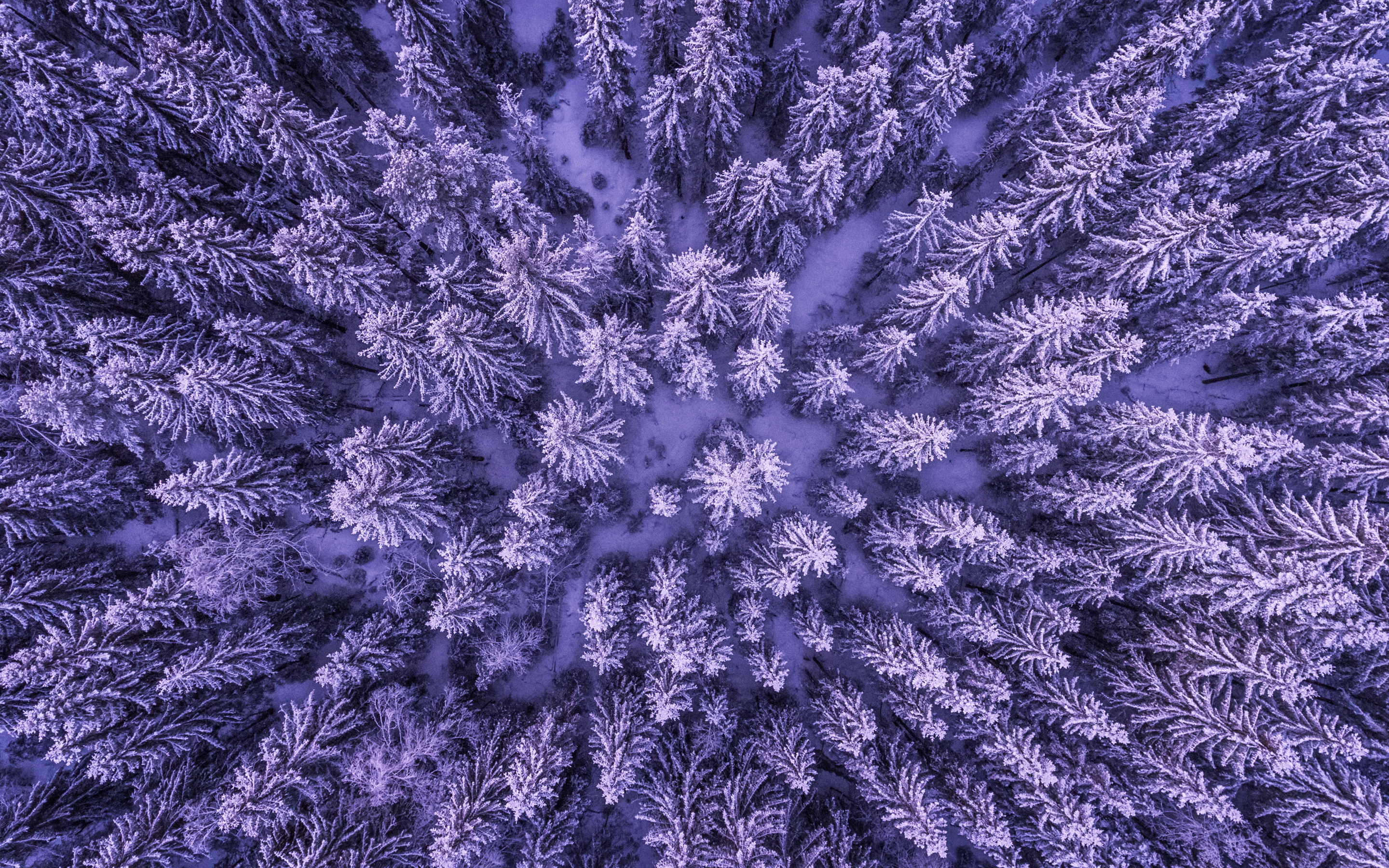 Snowy Forest Wallpapers